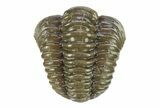 Curled Flexicalymene Trilobite - Indiana #287772-1